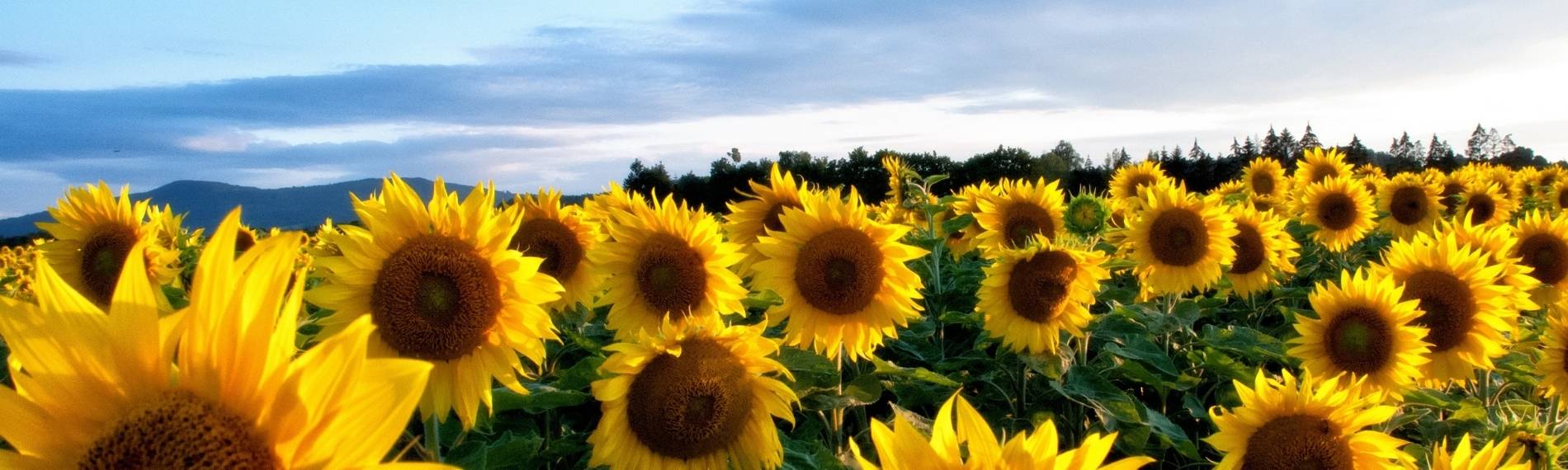 Ölsaaten wie Raps und Sonnenblumen Knappheit durch Ukrainekrieg