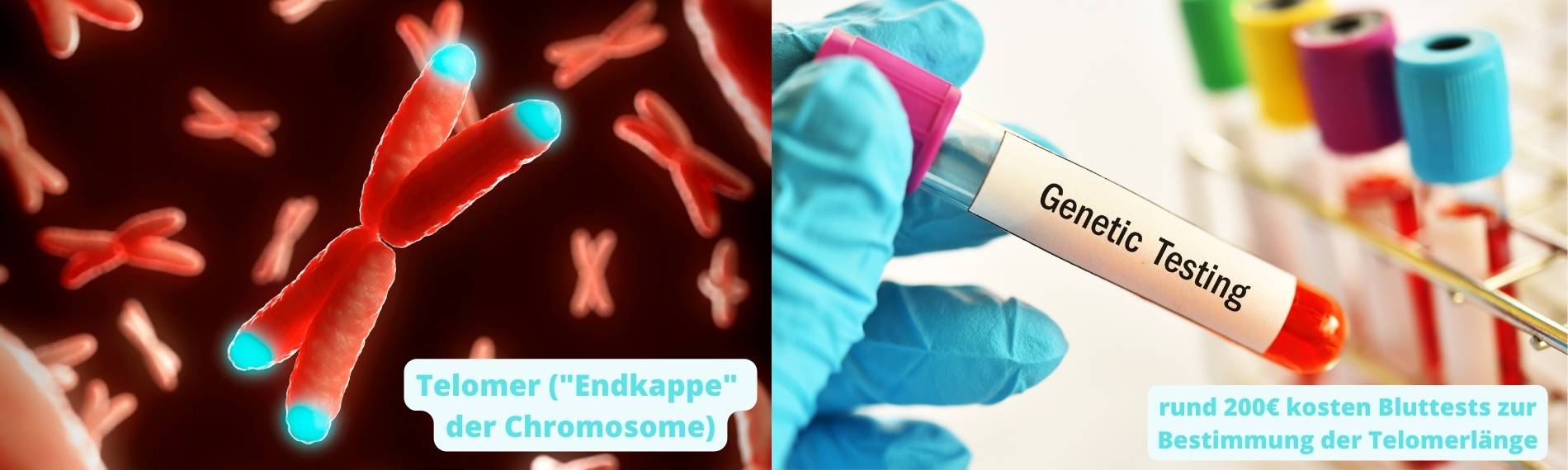 Telomer Bluttest zum Thema Orthodox Fasten und Gesundheit